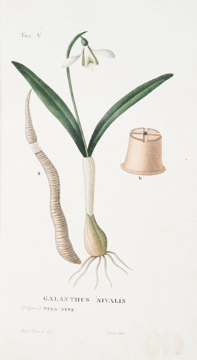 Galanthus Nivalis, levy V, Antotrophy That is DeFiori Cultivation, Antonio Piccioli, pub. 1834 tekijältä Italian School