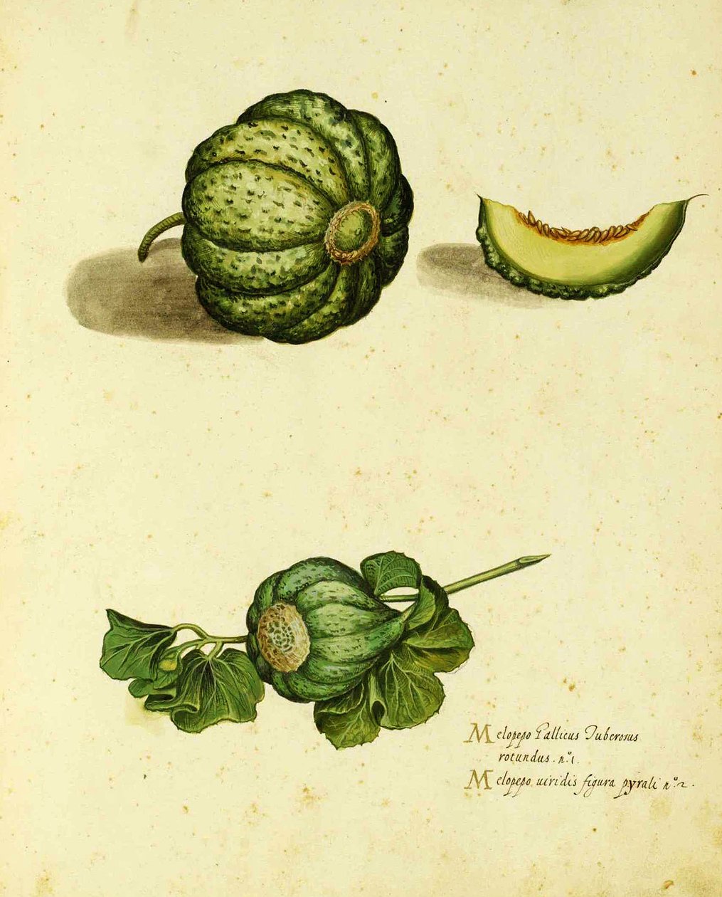 Ulisse Aldrovandin (1522 - 1605) Heirloom Squash -levy julkaistu Piante Fiori Fruttissa (käsinvärinen kaiverrus). tekijältä Italian School