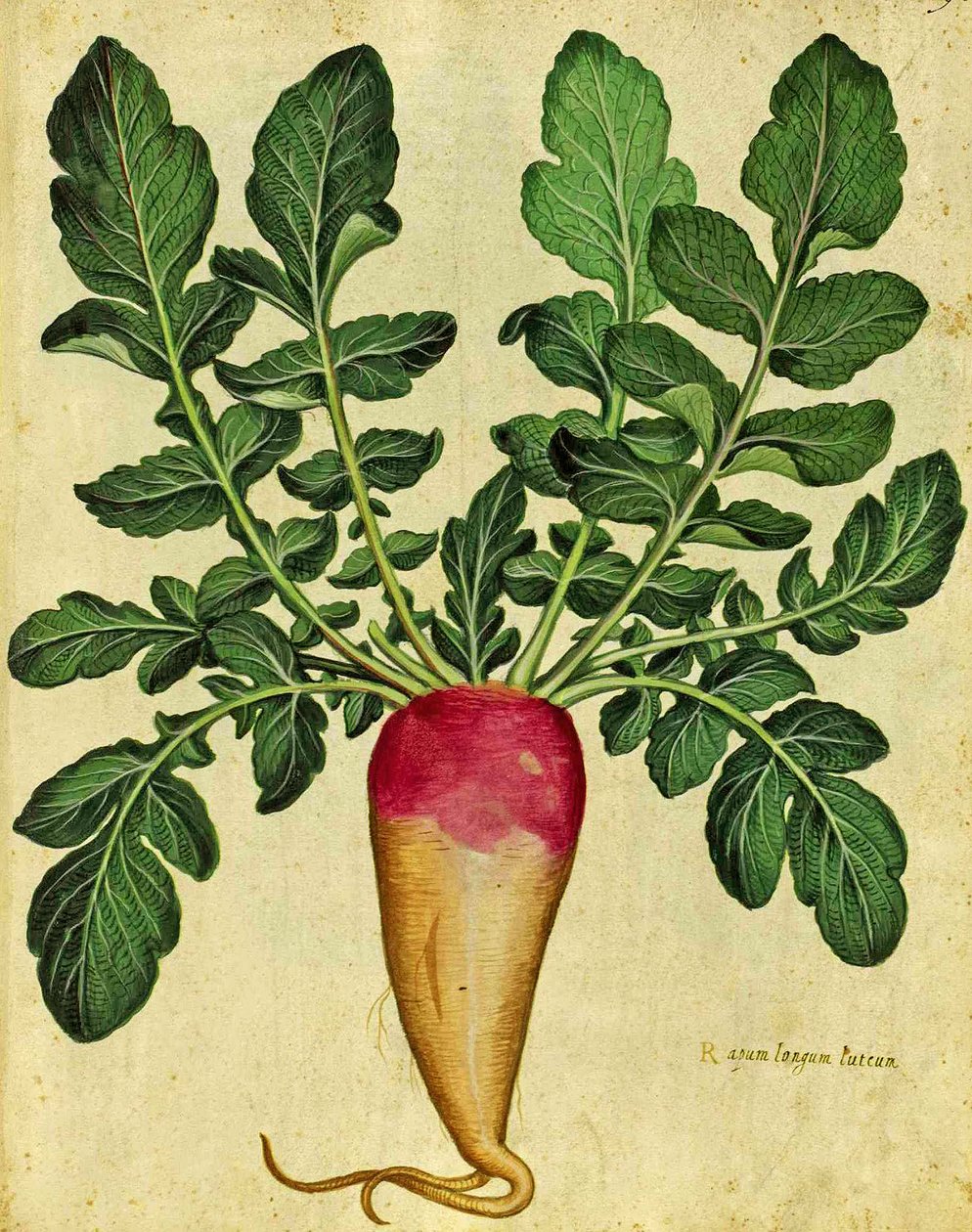 Ulisse Aldrovandin (1522 - 1605) pitkä nauris, Piante Fiori Fruttissa julkaistu levy (käsinvärinen kaiverrus). tekijältä Italian School
