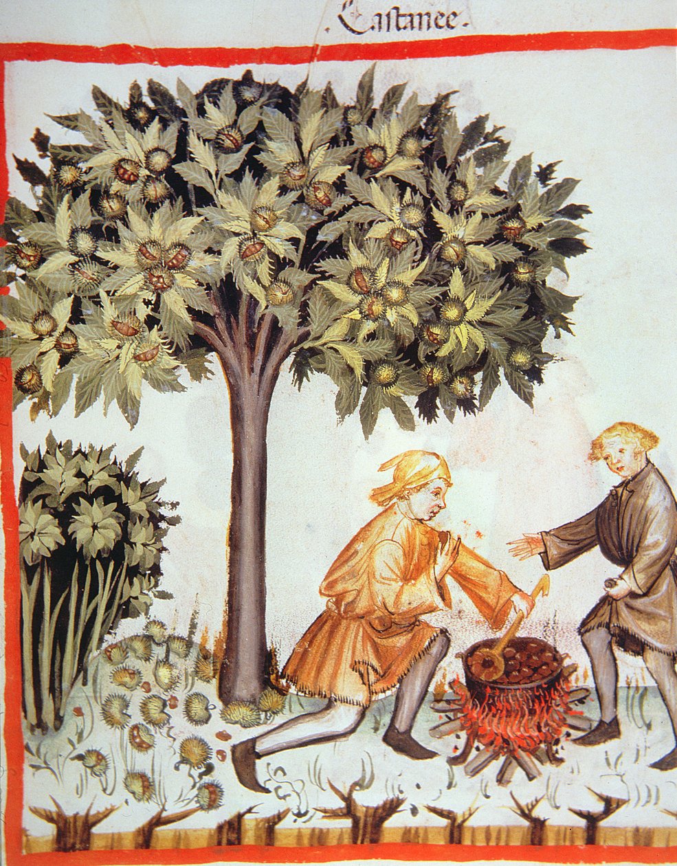 Nova 2644 fol.17r Kastanjoiden korjuu ja keittäminen, Tacuinum Sanitatis Codex Vindobonensis tekijältä Italian School
