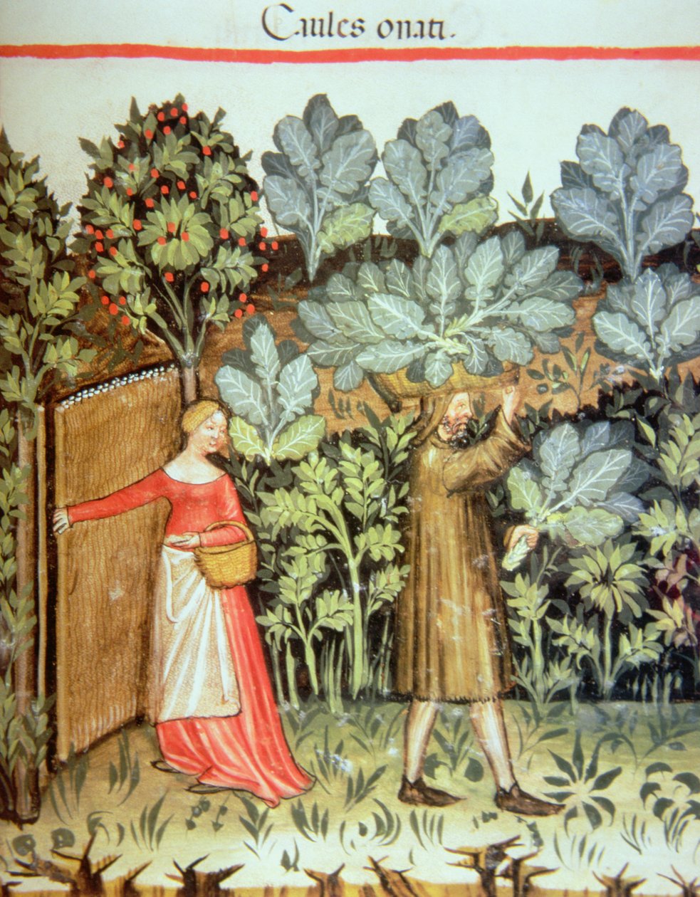 Nova 2644 fol.23r Kaalin korjuu, Tacuinum Sanitatis Codex Vindobonensis tekijältä Italian School