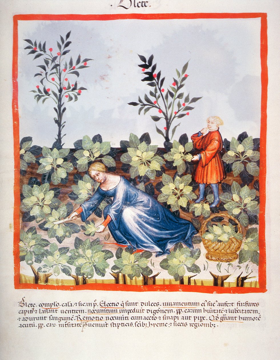 Nova 2644 fol.27r Kiinan lehtien korjuu, Tacuinum Sanitatis tekijältä Italian School