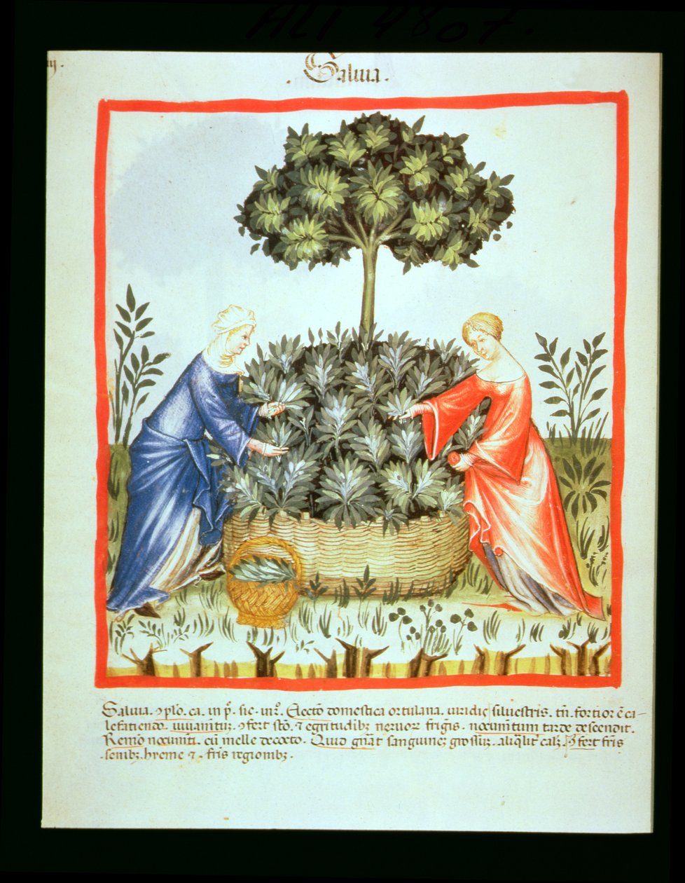 Nova 2644 fol.37v Leikkaussalvia, valmistaja Tacuinum Sanitatis tekijältä Italian School