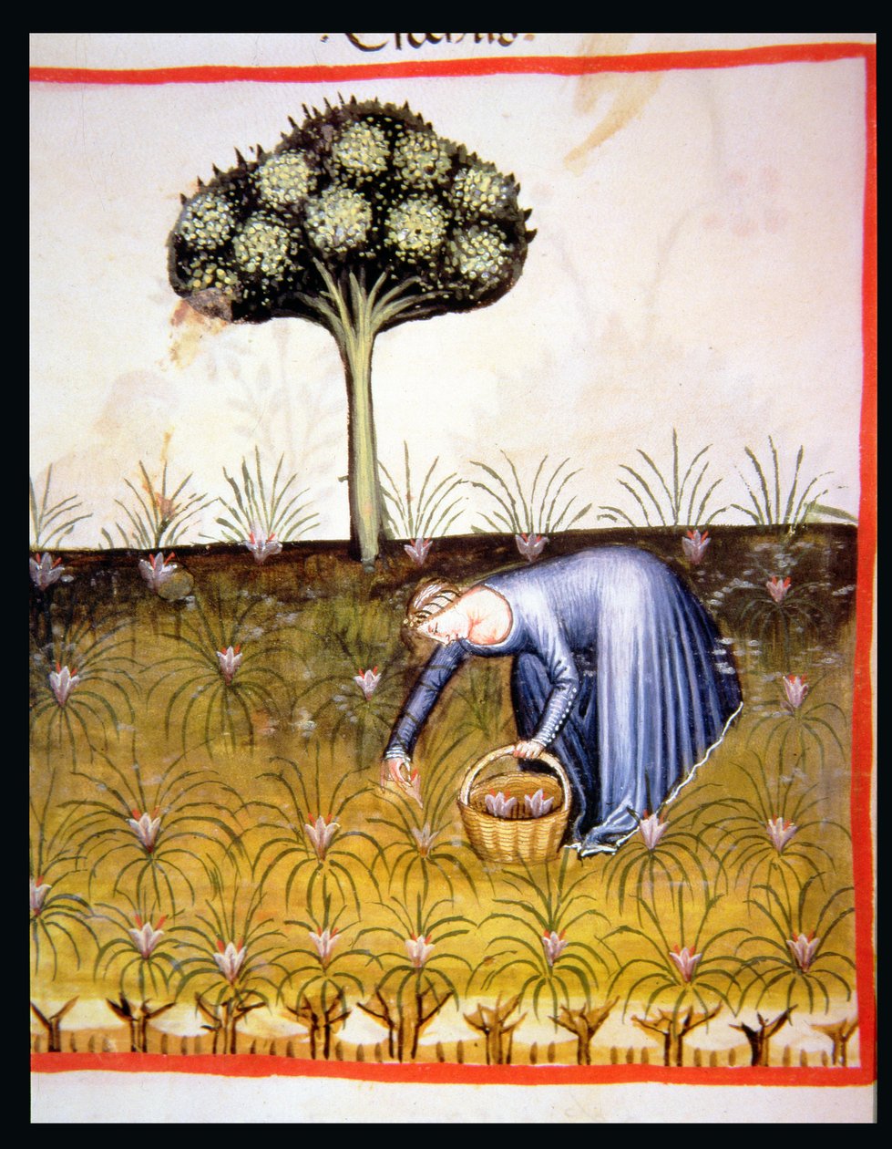 Nova 2644 fol.39r Gathering Violets, valmistaja Tacuinum Sanitatis tekijältä Italian School