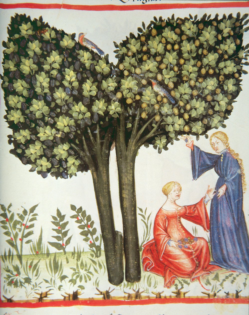 Nova 2644 fol.6r Luumujen poiminta tekijältä Italian School