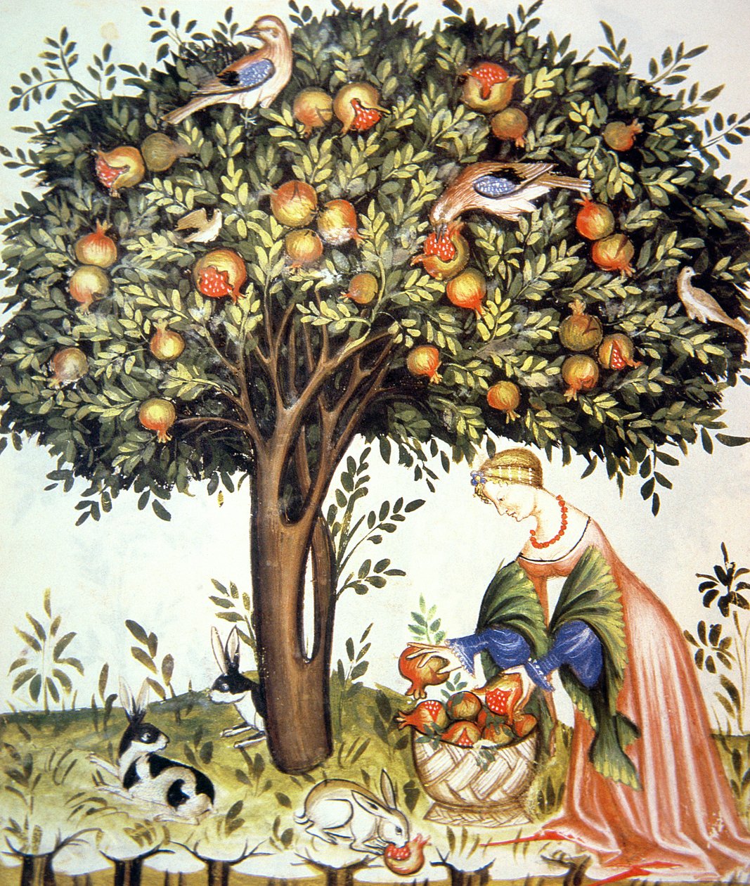 Nova 2644 fol.7v Karvaiden granaattiomenien kerääminen, Tacuinum Sanitatis tekijältä Italian School