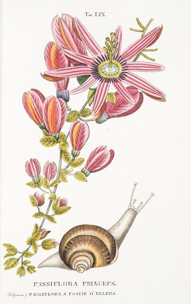 Passiflora Princeps, levy LIX, Antonio Picciolin kirjoittaja LAntotrofia Ossia La Coltivazione DeFiori, pub.1834 tekijältä Italian School