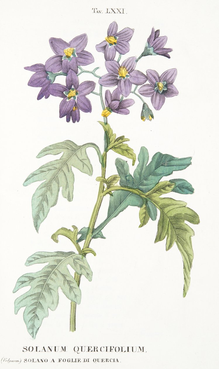 Solanum Quercifolium, levy LXXI, Antotrophy That is DeFiori Cultivation, Antonio Piccioli, pub. 1834 tekijältä Italian School