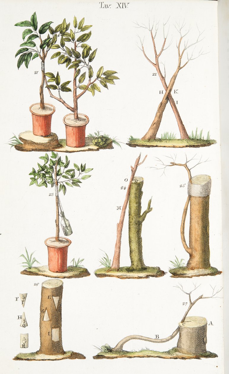 Erilaisia esimerkkejä hedelmäpuiden varttamisesta, levy XIII, Antonio Picciolin julkaisusta LAntotrofia Ossia La Coltivazione DeFiori, pub.1834 tekijältä Italian School