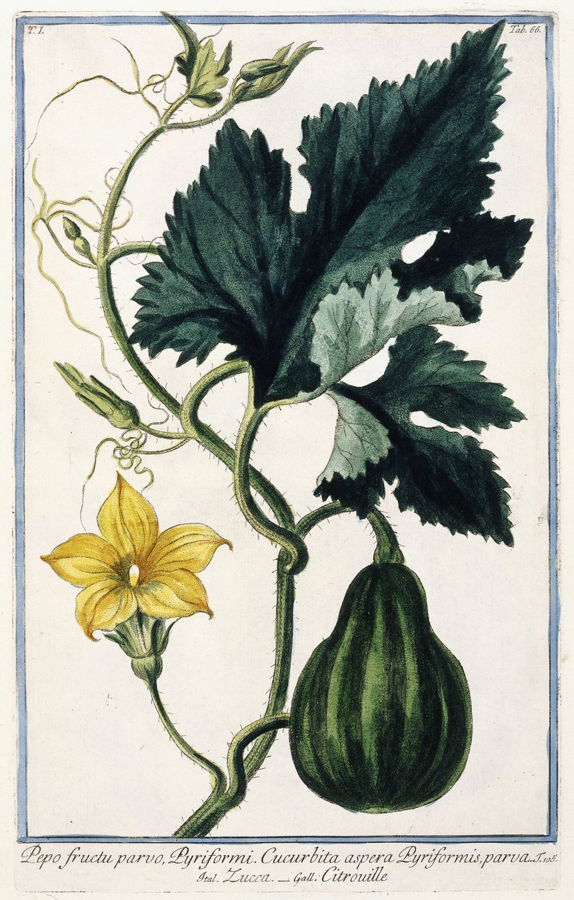 Kurpitsa, 1772-1784 tekijältä Italian School