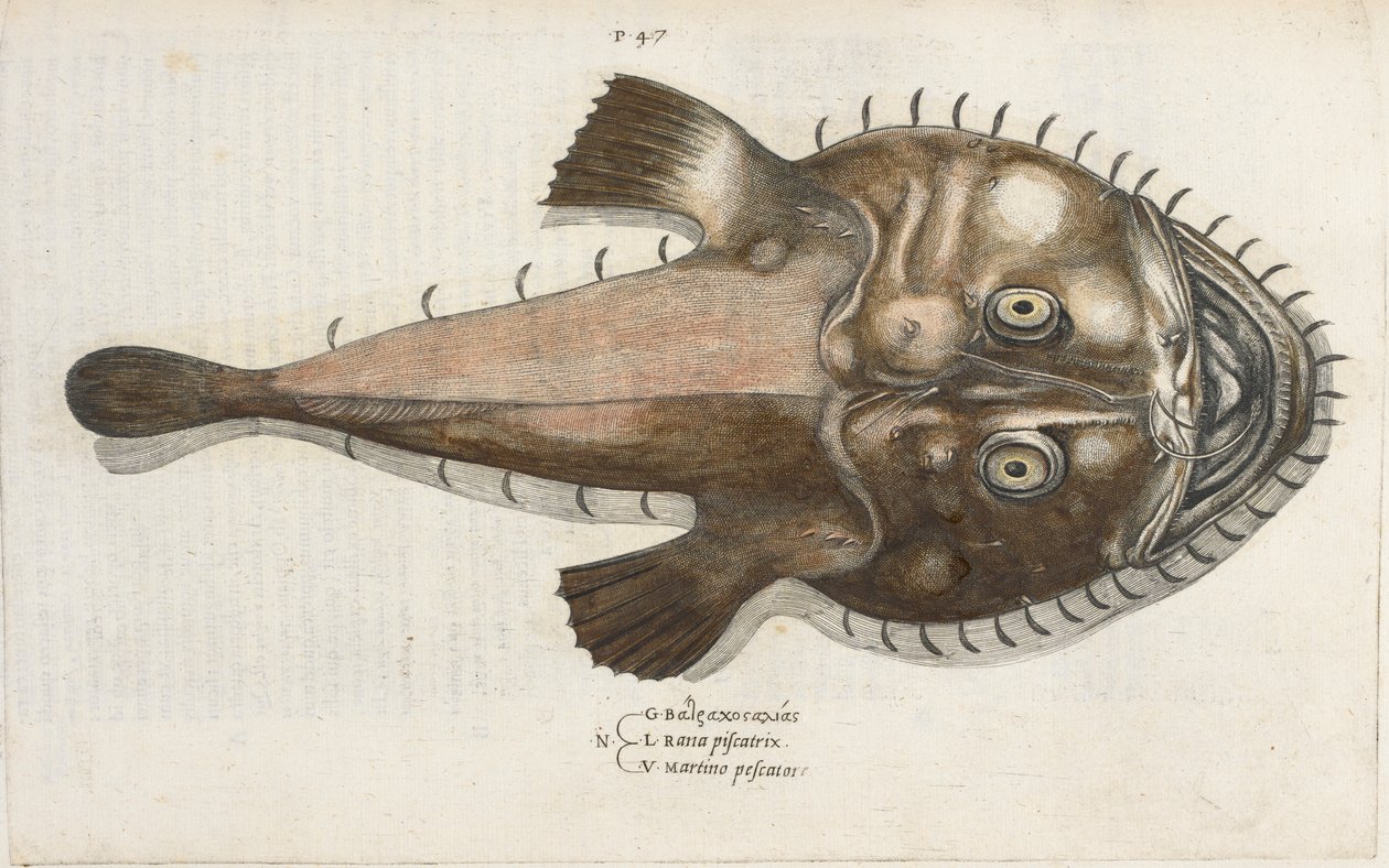 Rupikonnakala, kuvitus "Aquatilium Animalium Historiæ liber primus" -kirjasta, kirjoittanut Ippolito Salviani tekijältä Italian School