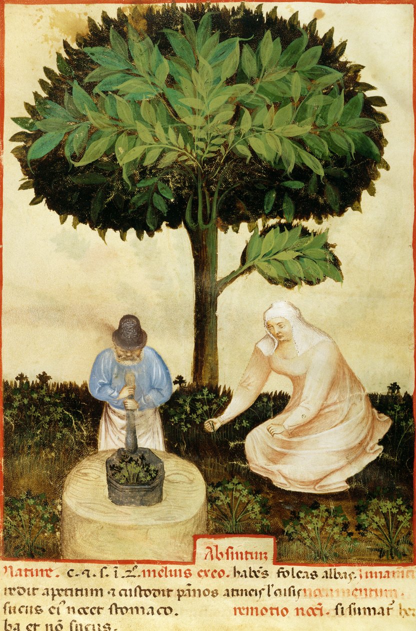 Absintti, Abul Qasim Kalaf ibn al-Abbas al Zahrawin (Abulcasis) käsikirjoituksesta "Erilaisten tuotteiden ominaisuudet" (936-1013) (vellum) tekijältä Italian School