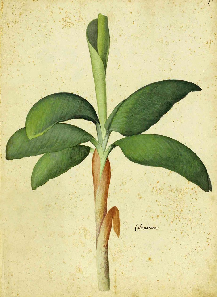 Ulisse Aldrovandi Acorus calamus tekijältä Italian School