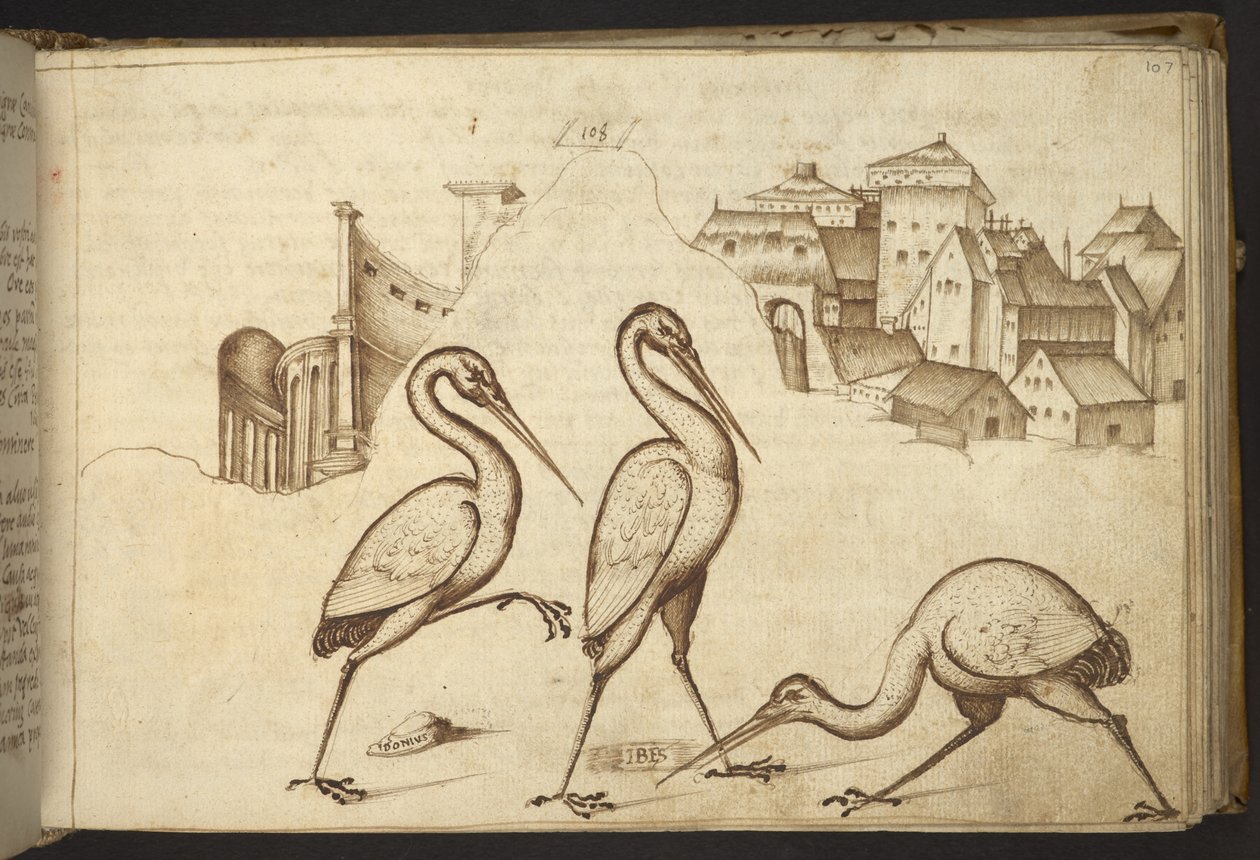 Lisätä. 82955, f.107   Ibises (