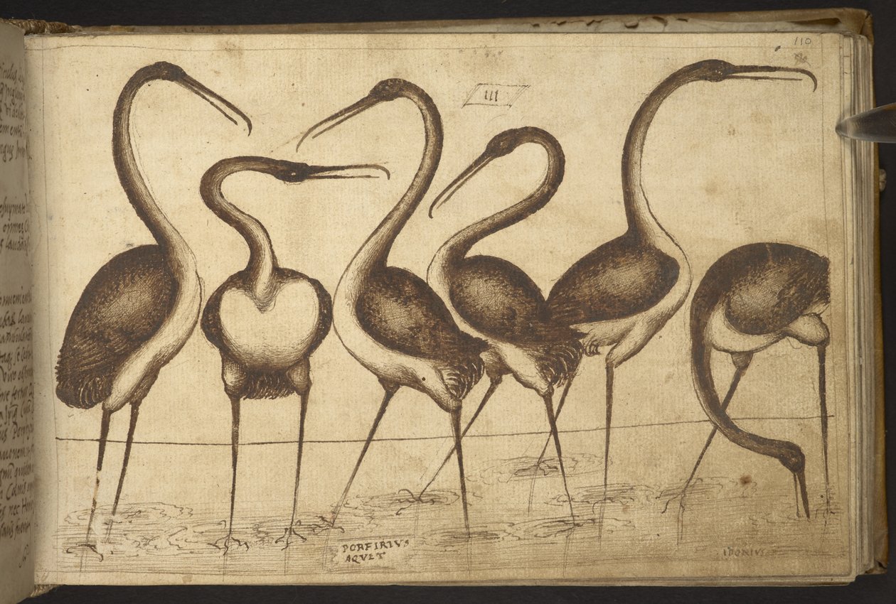 Lisätä. 82955, f.110 Linnut.   , Historia Animaliumilta, (koostuu 245 kynällä ja musteella tehdystä piirroksesta eri eläinlajeista ja myyttisistä olennoista, joista jokaiseen on liitetty kuvaus.)    1595 tekijältä Italian School