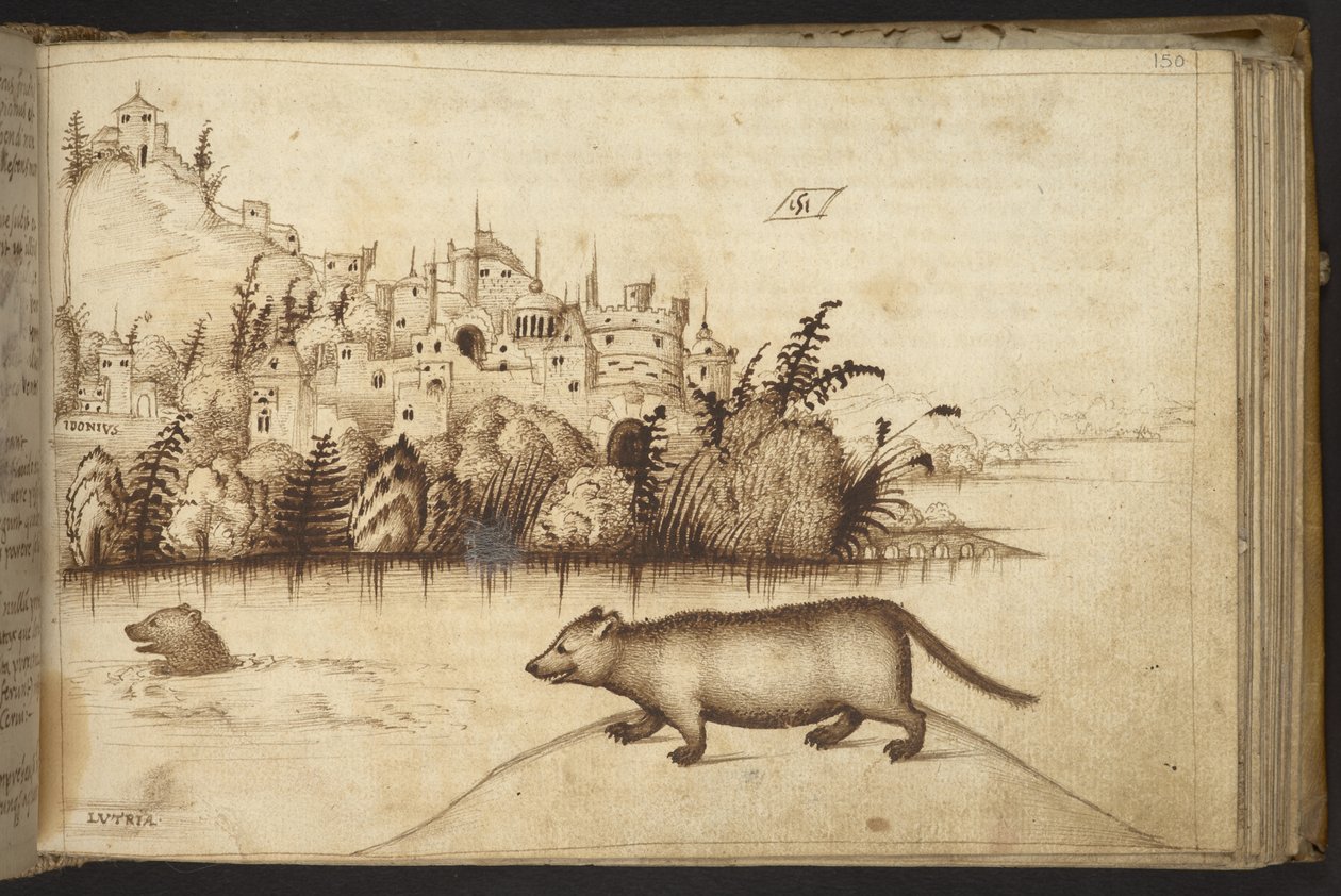 Lisätä. 82955, f.150 Saukkot (