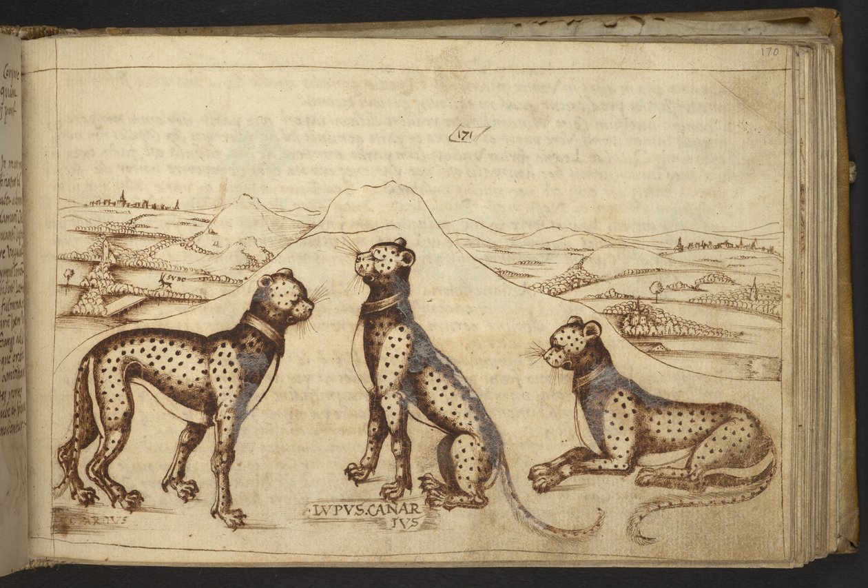 Lisätä. 82955, f.170 Panther ("kanariansusi")., Historia Animalium tekijältä Italian School