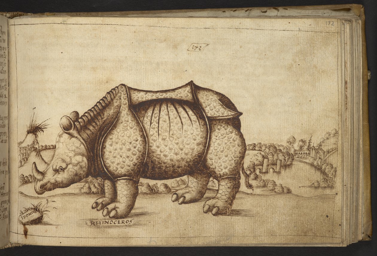Lisätä. 82955, f.172 Rhinocerous., Historia Animaliumista tekijältä Italian School