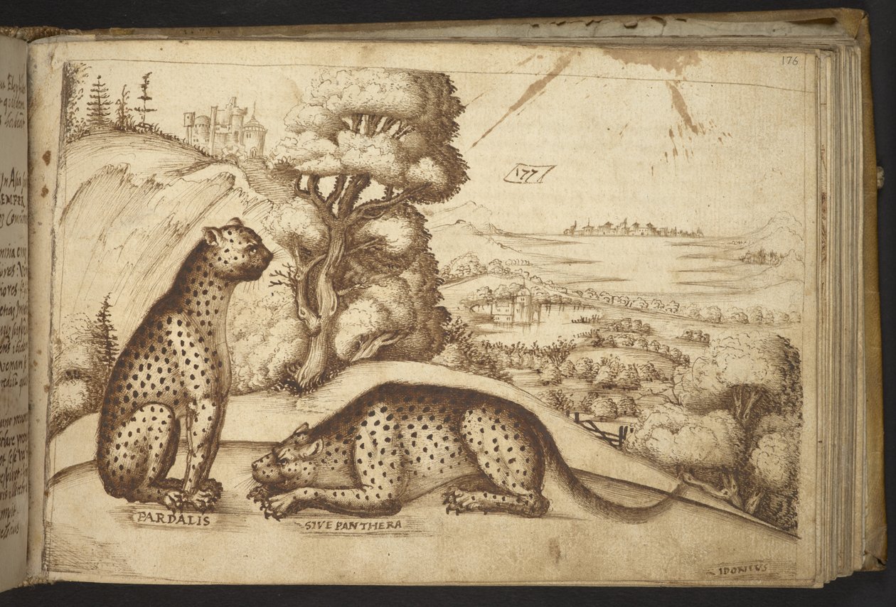 Lisätä. 82955, f.176 Leopardit (