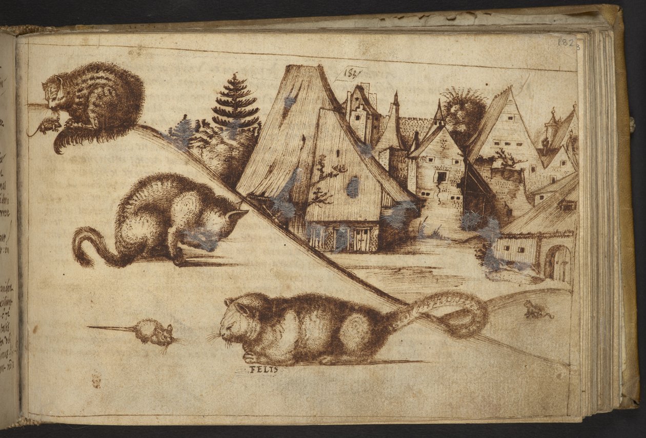 Lisätä. 82955, f.182 Kissat pyydystävät hiiriä ("felis").  , Historia Animaliumilta, (koostuu 245 kynällä ja musteella tehdystä piirroksesta eri eläinlajeista ja myyttisistä olennoista, joista jokaiseen on liitetty kuvaus.)    1595 tekijältä Italian School