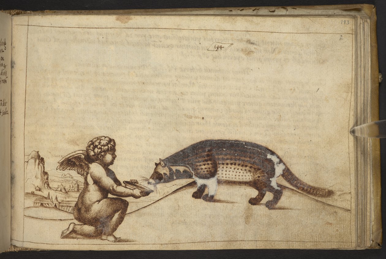 Lisätä. 82955, f.193   Kerubi ja olento.  , Historia Animaliumilta, (koostuu 245 kynällä ja musteella tehdystä piirroksesta eri eläinlajeista ja myyttisistä olennoista, joista jokaiseen on liitetty kuvaus.)    1595 tekijältä Italian School