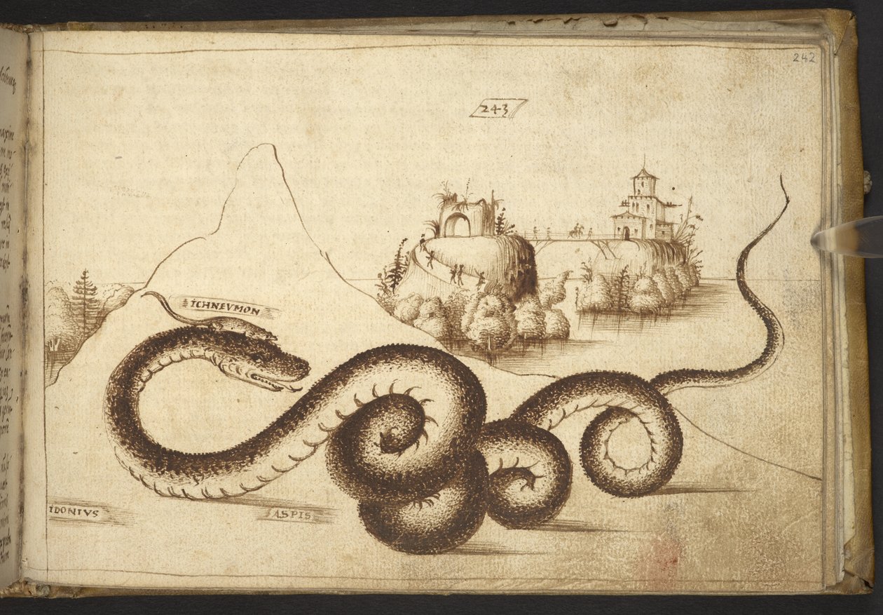 Lisätä. 82955, f.242 Käärme (