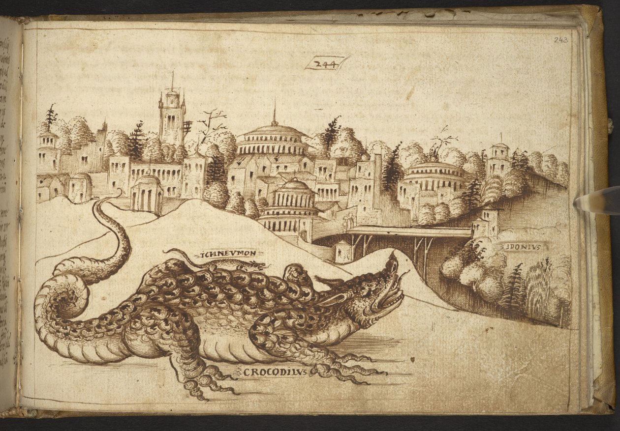 Lisätä. 82955, f.243 Krokotiili (