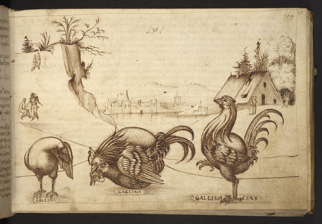Lisätä. 82955, f.37   Kanat (