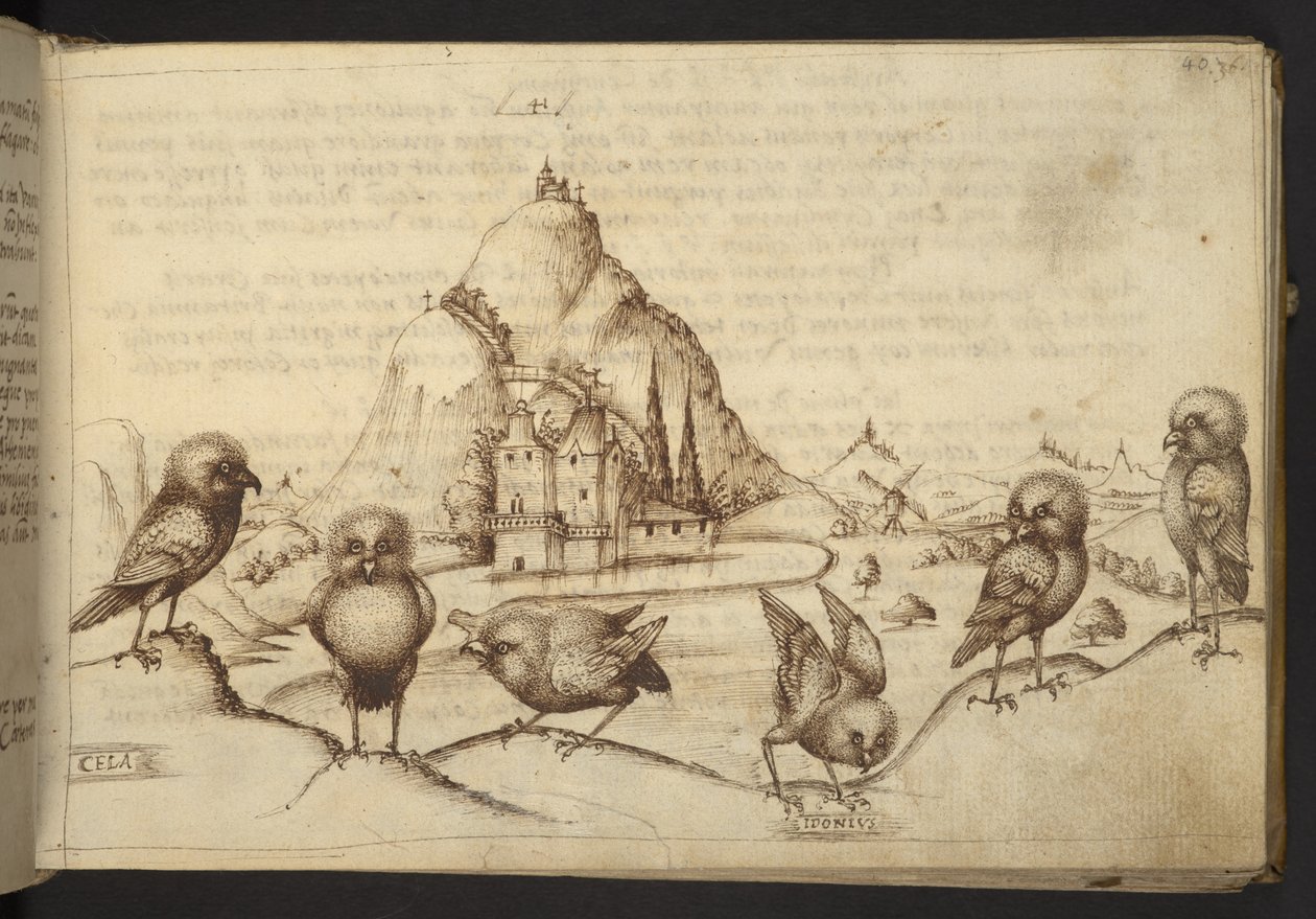 Lisätä. 82955, f.40 Linnut. (