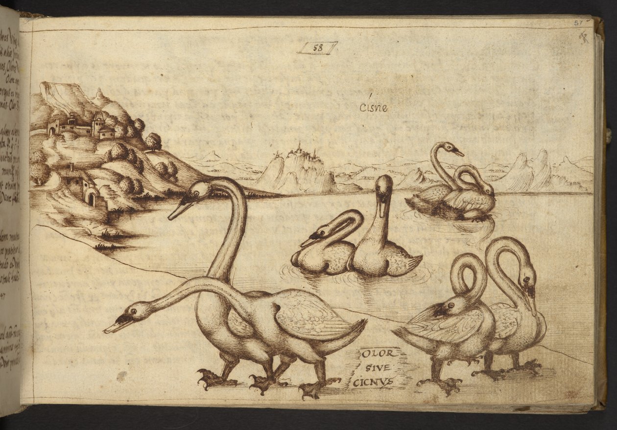 Lisätä. 82955, f.57   Joutsenet (