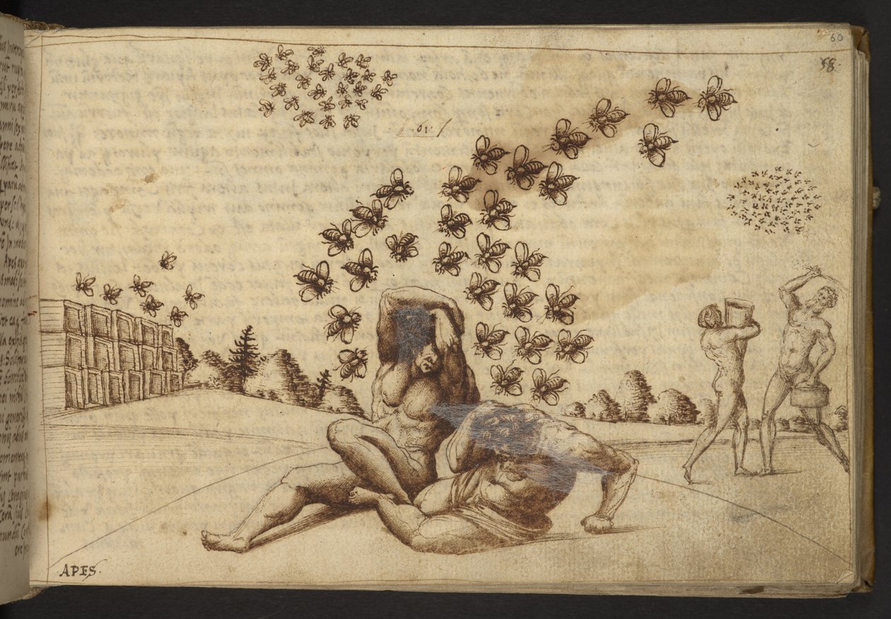 Lisätä. 82955, f.60   Mehiläiset ("apinat").  , Historia Animaliumilta, (koostuu 245 kynällä ja musteella tehdystä piirroksesta eri eläinlajeista ja myyttisistä olennoista, joista jokaiseen on liitetty kuvaus.)    1595 tekijältä Italian School