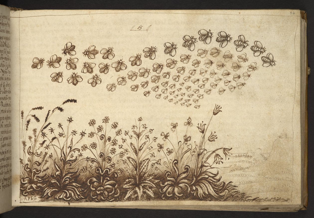 Lisätä. 82955, f.64 Mehiläiset ("apinat").  , Historia Animaliumilta, (koostuu 245 kynällä ja musteella tehdystä piirroksesta eri eläinlajeista ja myyttisistä olennoista, joista jokaiseen on liitetty kuvaus.)    1595 tekijältä Italian School