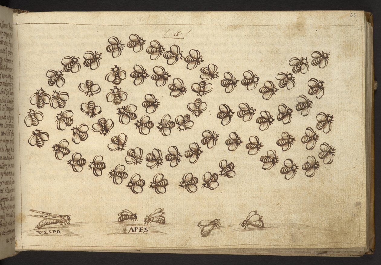 Lisätä. 82955, f.65 Mehiläiset ("apinat").  , Historia Animaliumilta, (koostuu 245 kynällä ja musteella tehdystä piirroksesta eri eläinlajeista ja myyttisistä olennoista, joista jokaiseen on liitetty kuvaus.)    1595 tekijältä Italian School