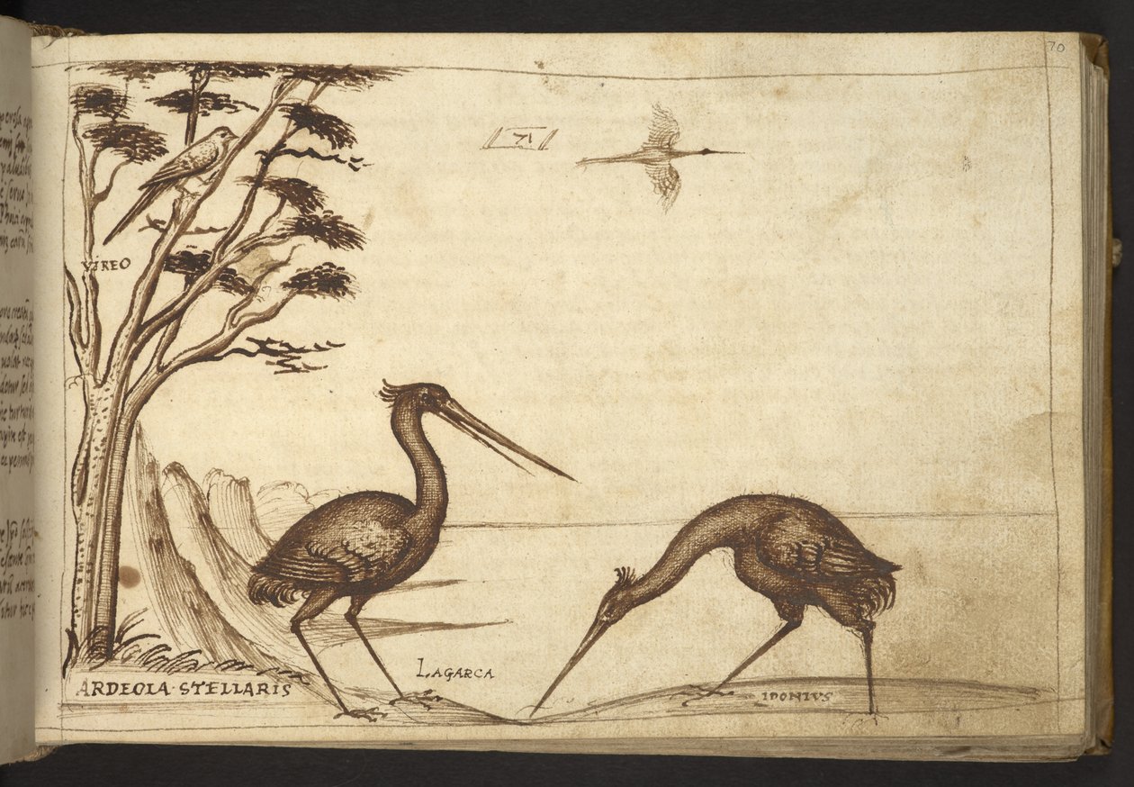 Lisätä. 82955, f.70   Heron (