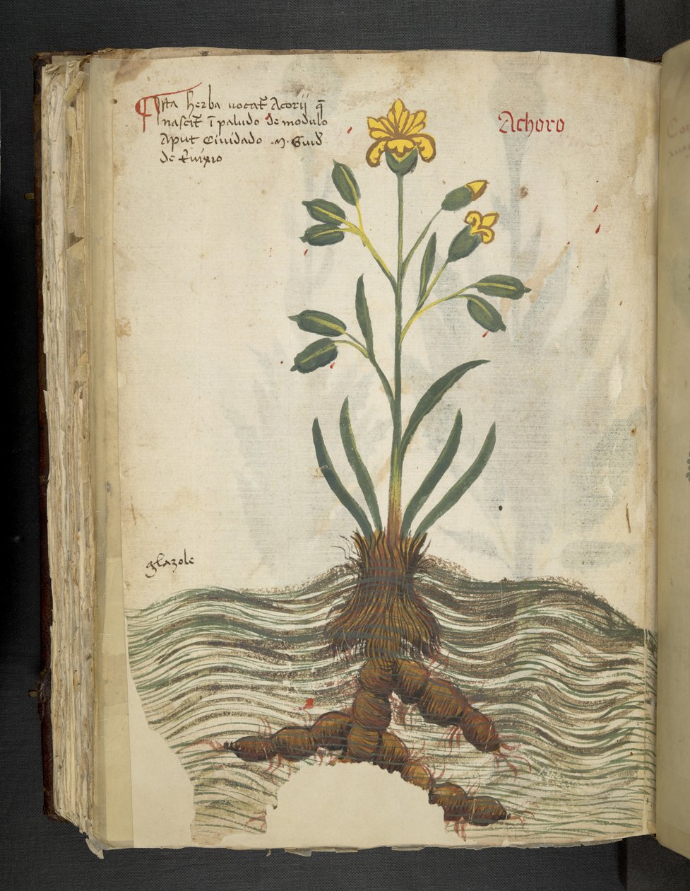 Lisää MS 41623 f.102v Achoro, 