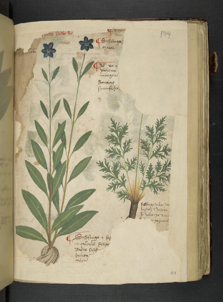 Lisää MS 41623 f.104r Sassifraga, 