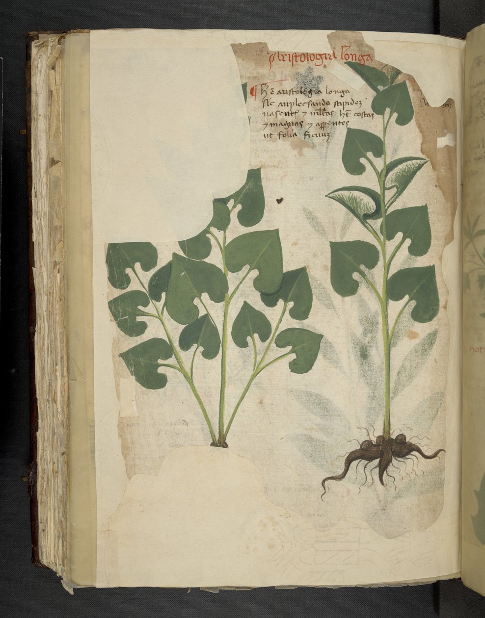 Lisää MS 41623 f.104v Anthurium, 