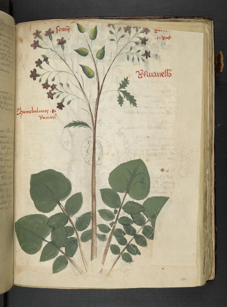 Lisää MS 41623 f.110r 