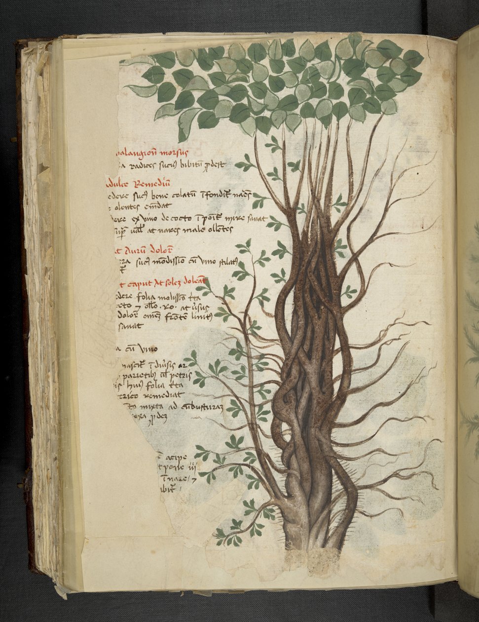 Lisää MS 41623 f.110v Mangrovepuu, "A herbalista", Belluno (muste ja väri perunakalvolla) tekijältä Italian School