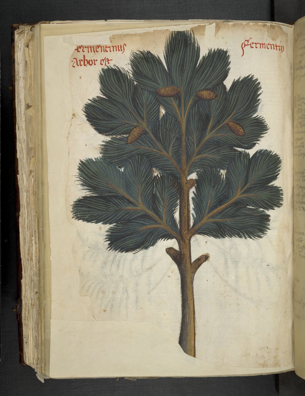 Lisää MS 41623 f.111v Pine, 