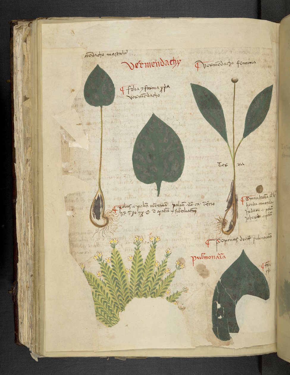 Lisää MS 41623 f.112v Pulmonaria, 