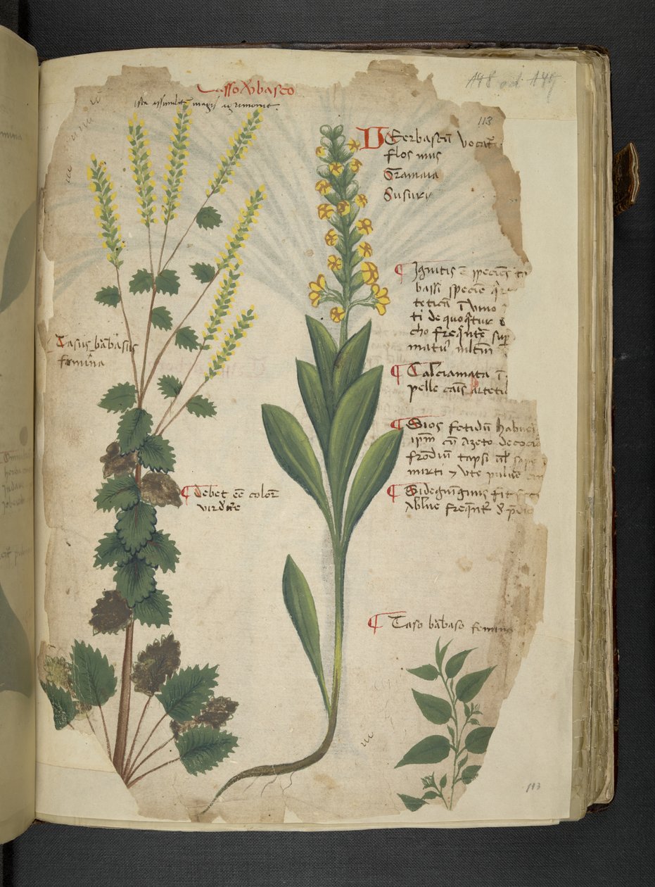 Lisää MS 41623 f.113r 