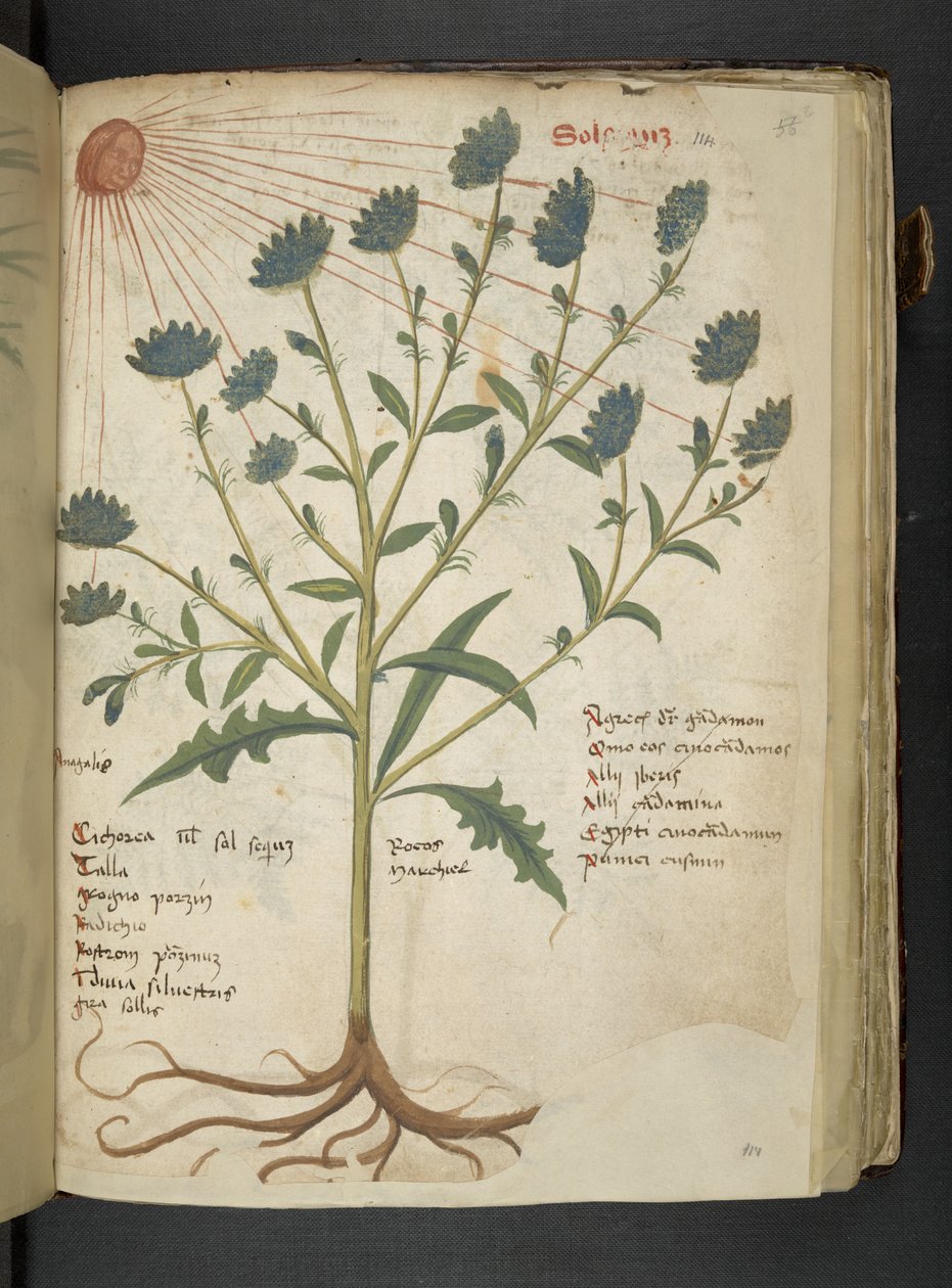 Lisää MS 41623 f.114r 
