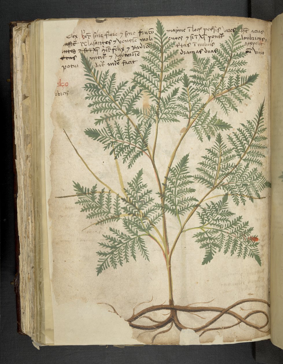 Lisää MS 41623 f.114v 
