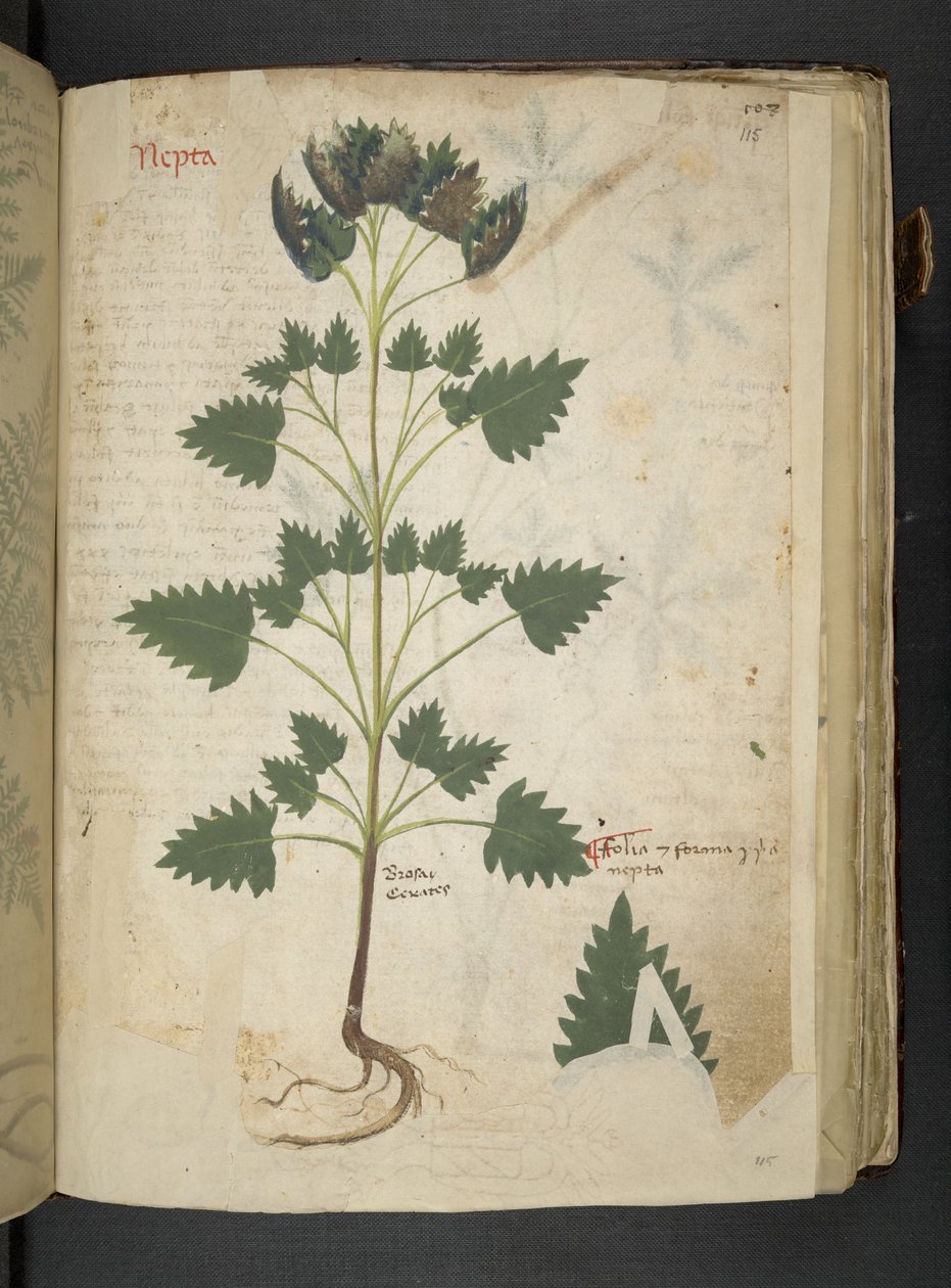 Lisää MS 41623 f.115r Nepta, 