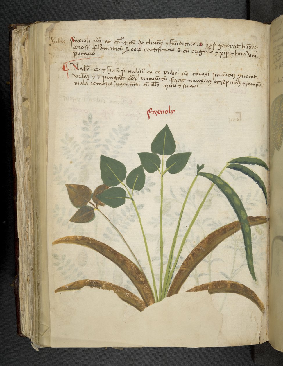 Lisää MS 41623 f.116v 