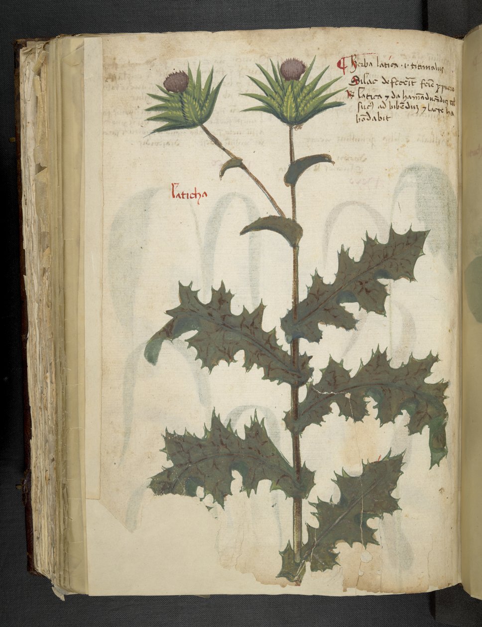 Lisää MS 41623 f.117v Thistle 