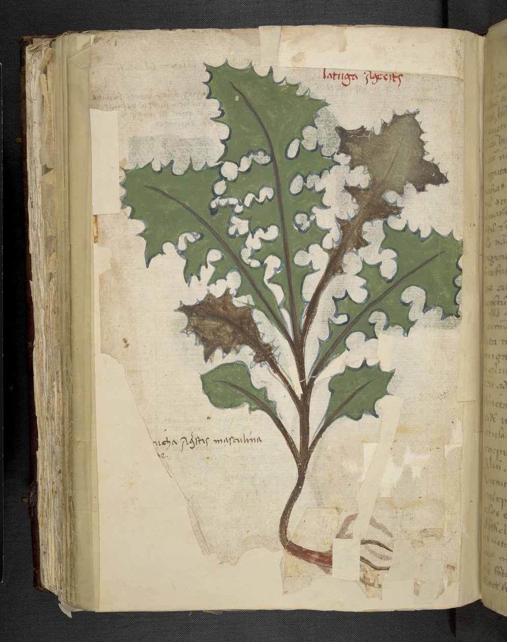 Lisää MS 41623 f.118v Dandelion Leaf, 