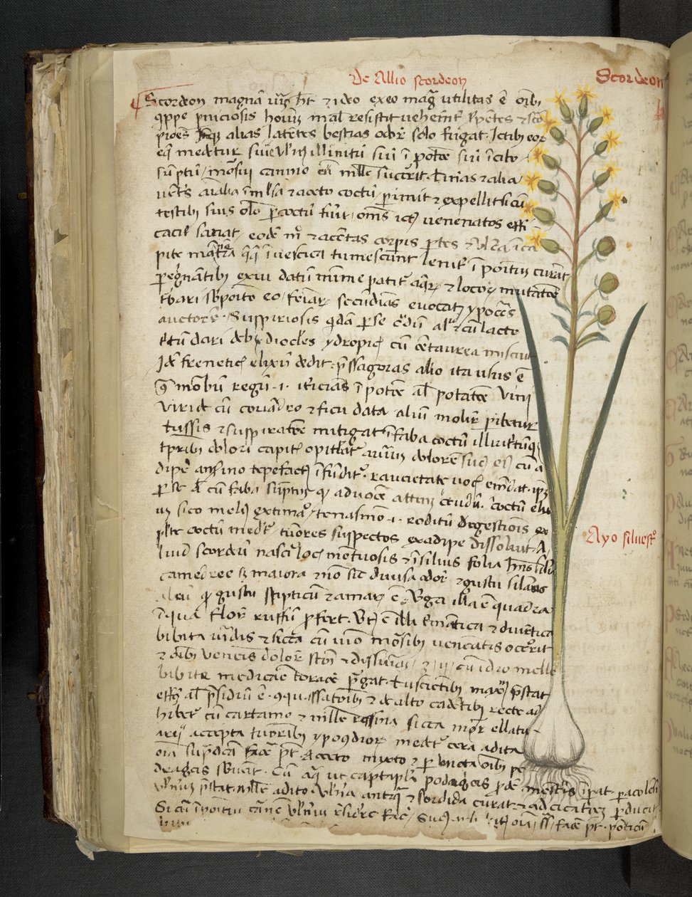 Lisää MS 41623 f.119v 