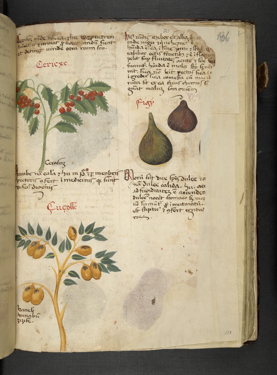 Lisää MS 41623 f.121r Hedelmäpuut ja viikunat, 